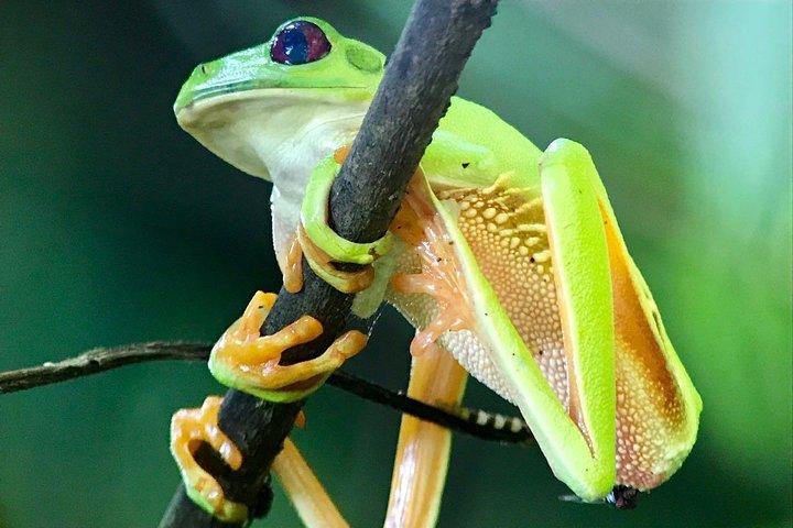 Visite guidée de randonnée du parc national Manuel Antonio