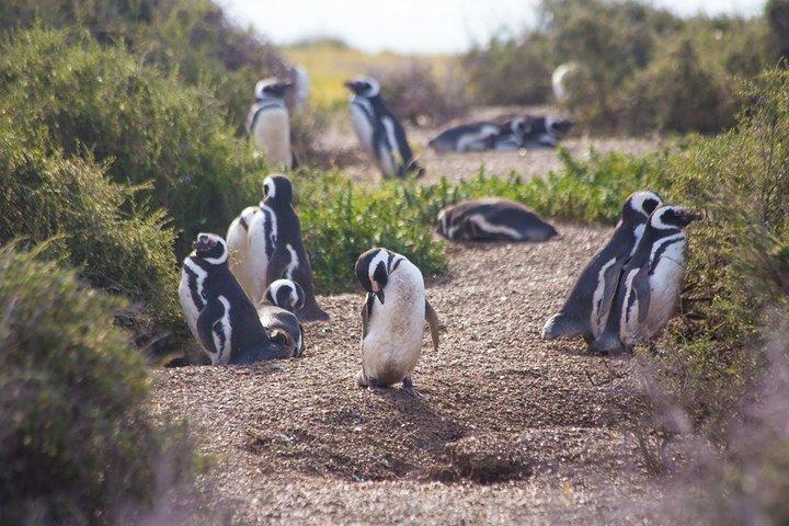 Punta Tombo Tour, l'esperienza del pinguino