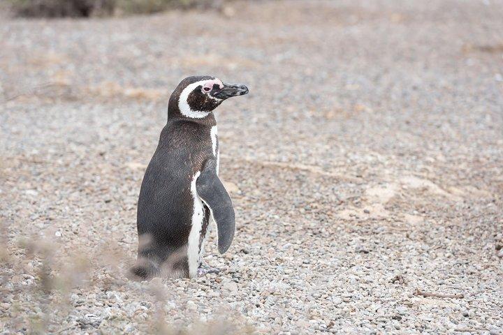 Punta Tombo Tour, l'esperienza del pinguino