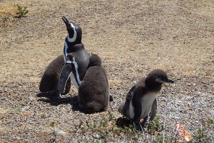 Punta Tombo Tour, l'esperienza del pinguino