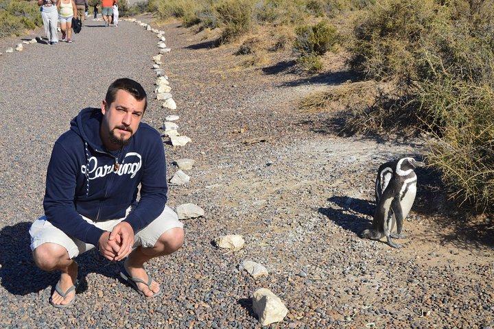 Punta Tombo Tour, l'esperienza del pinguino