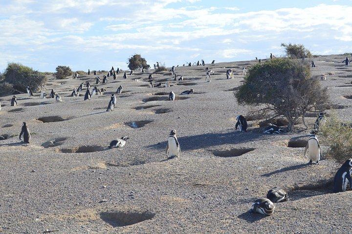 Punta Tombo Tour, Penguin Experience