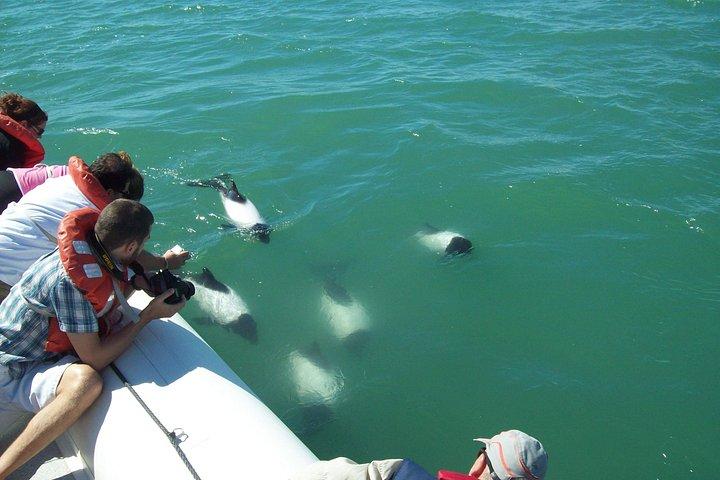 Punta Tombo Tour, Penguin Experience