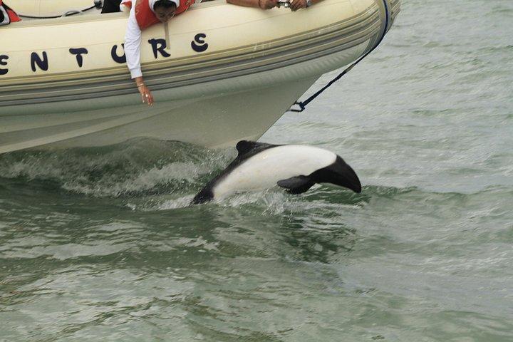 Punta Tombo Tour, Penguin Experience