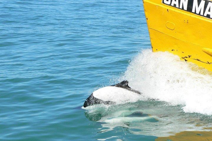 Punta Tombo Tour, Penguin Experience