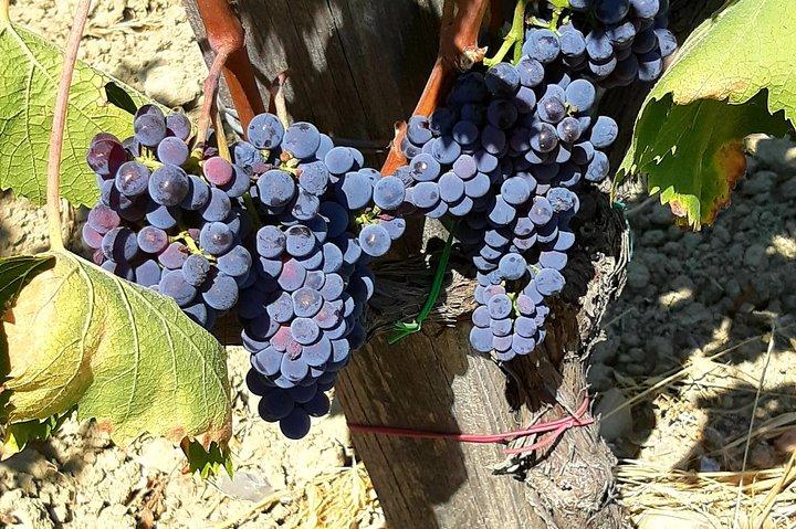 Visite privée d'art et de vin à Cortona et Montepulciano, avec déjeuner et 2 dégustations de vin