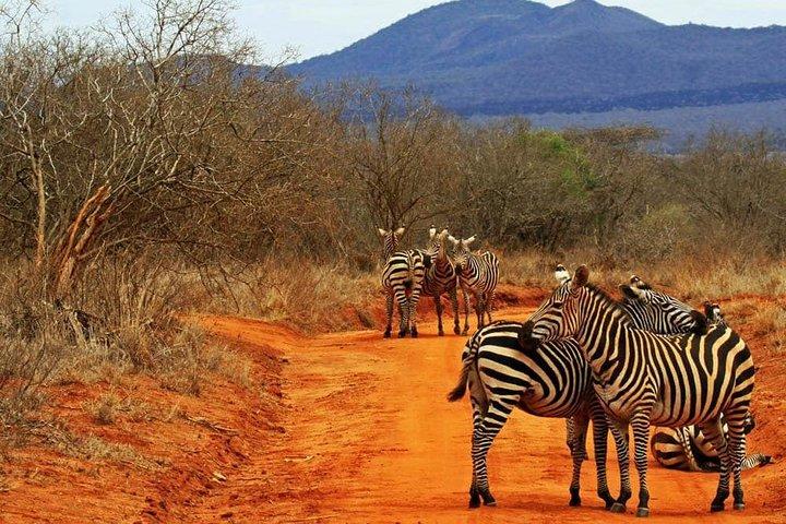 1 dags Tsavo East Safari:
