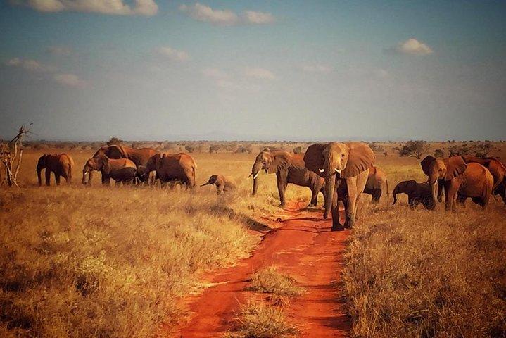 1 dags Tsavo East Safari: