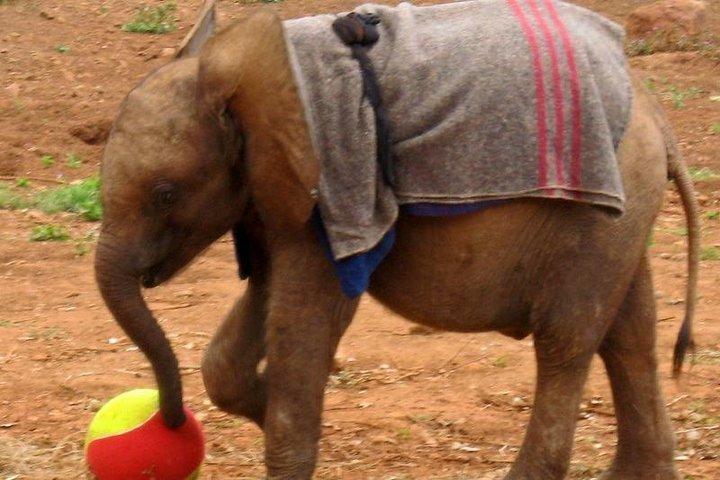 Visite guidée d'une journée à Nairobi au Giraffe Centre & Elephant Orphanage