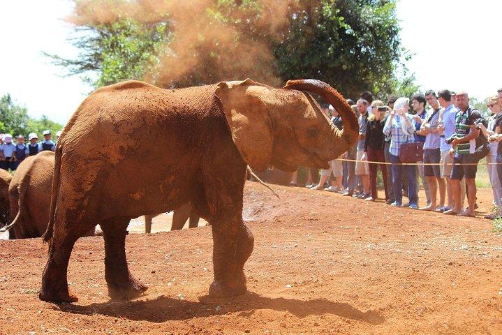 Visite guidée d'une journée à Nairobi au Giraffe Centre & Elephant Orphanage