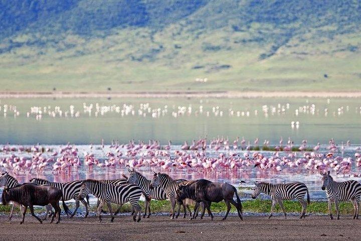 Full-Day Lake Nakuru National Park Guided Tour from Nairobi