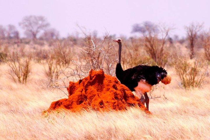 3 dagar (2 nätter); Tsavo East & West Safari:
