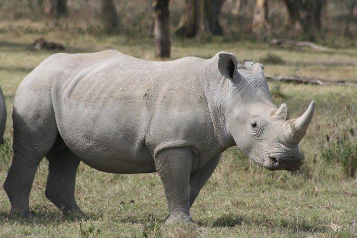 Full-Day Lake Nakuru National Park Guided Tour from Nairobi