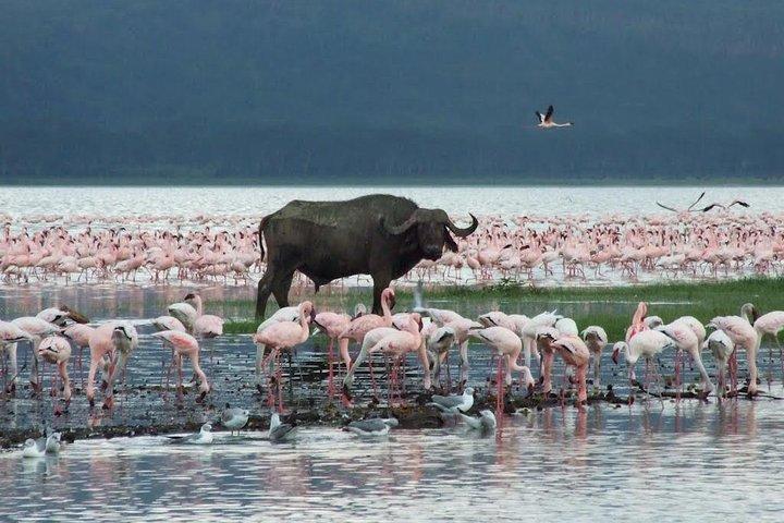 Full-Day Lake Nakuru National Park Guided Tour from Nairobi