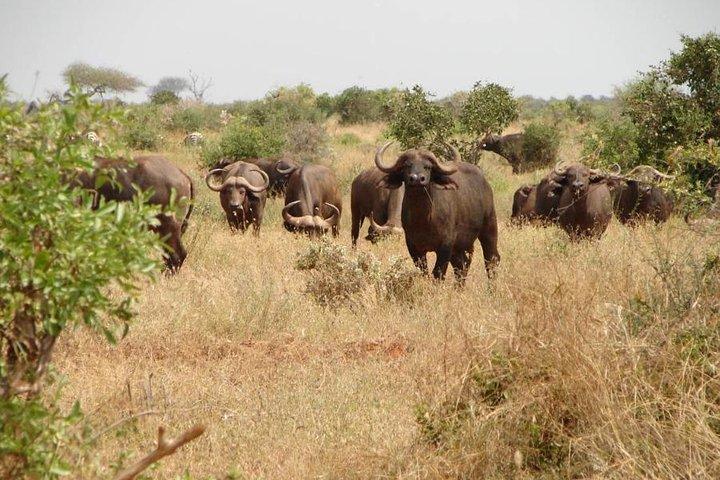 1 dia Tsavo East Safari:
