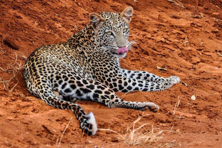 1 dags Tsavo East Safari:
