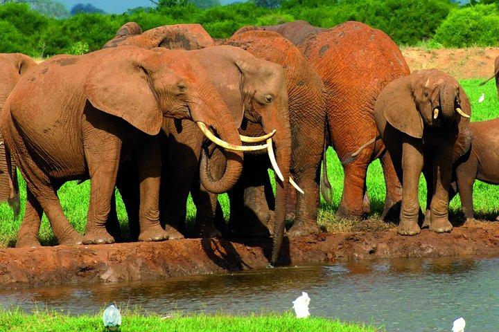 1 dags Tsavo East Safari:
