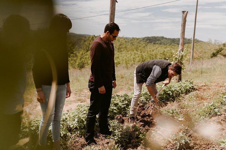 Wine Tour Slovenien