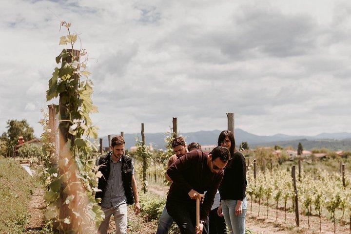 Wine Tour Slovenien