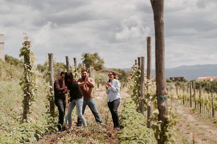 Wine Tour Slovenien