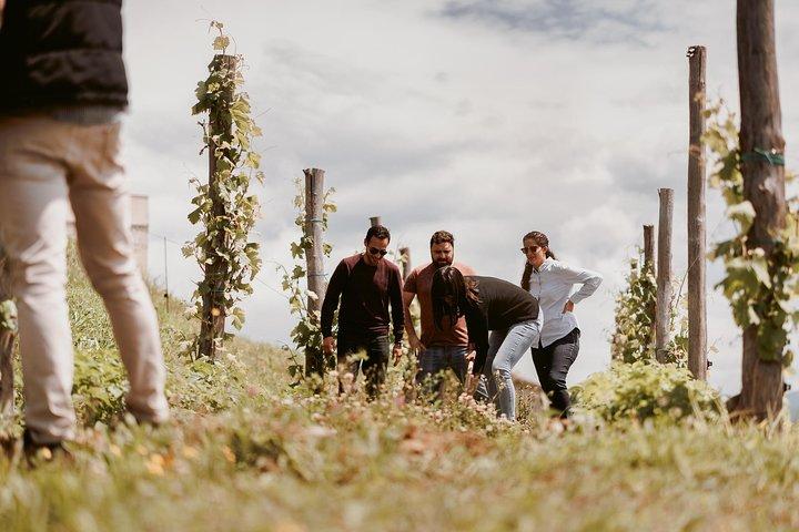 Wine Tour Slovenien