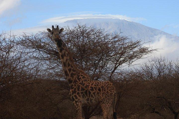 2 dagar Amboseli Safari