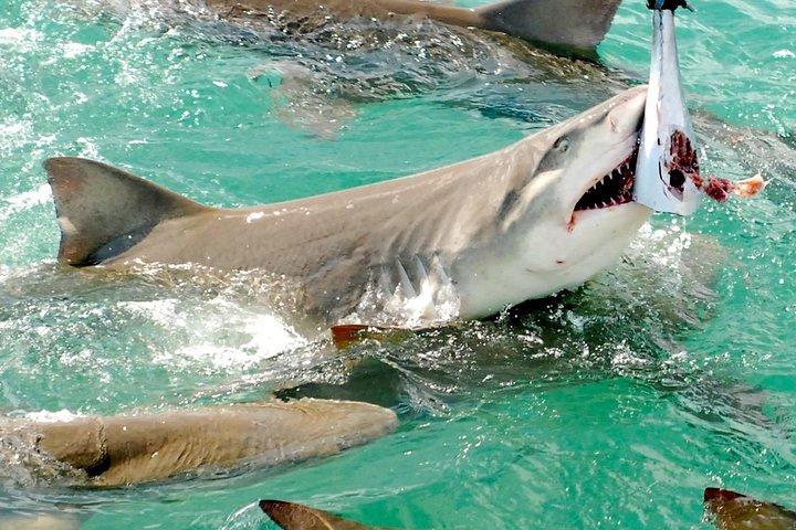 Aventure d'observation des requins et de la faune à Key West