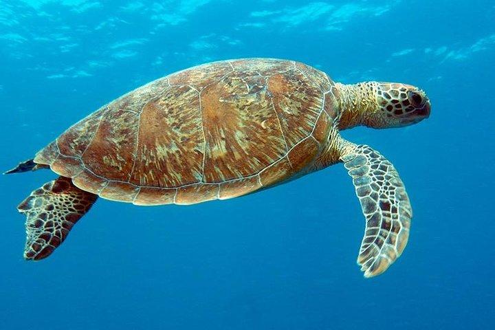 Cairns & Port Douglas all-inclusive 7-dagars turnépaket