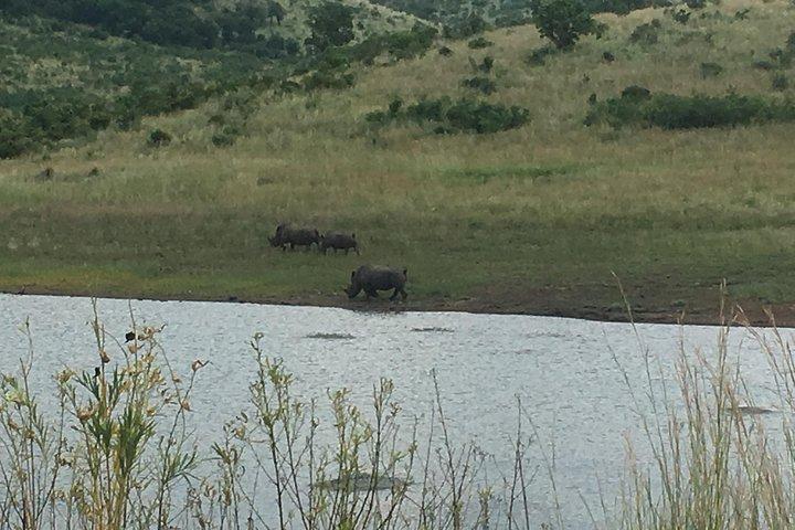 Pilanesberg Safari Day Tour