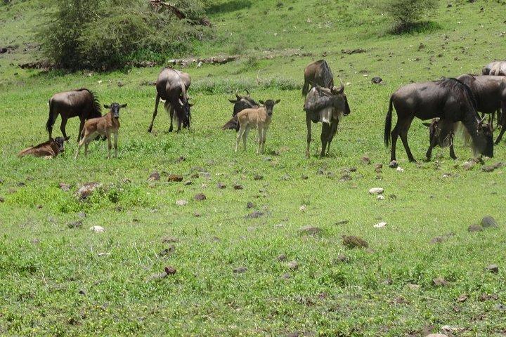 Ngorongoro Crater Day Tour