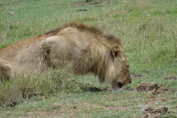 Ngorongoro Crater Day Tour