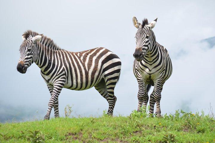 4 días Auténtico safari de luna de miel Serengeti y cráter Ngongoro