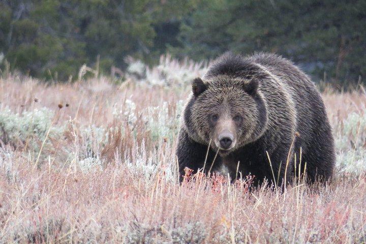 Yellowstone & Grand Teton nationalparker - Ultimate Wildlife Safari