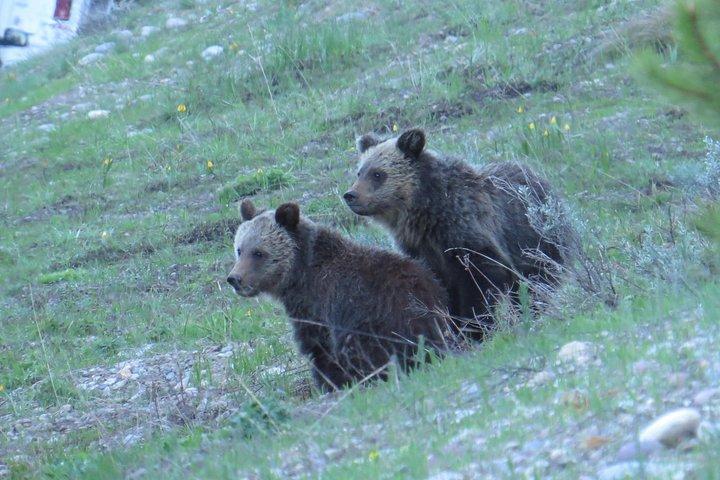 Yellowstone & Grand Teton nationalparker - Ultimate Wildlife Safari