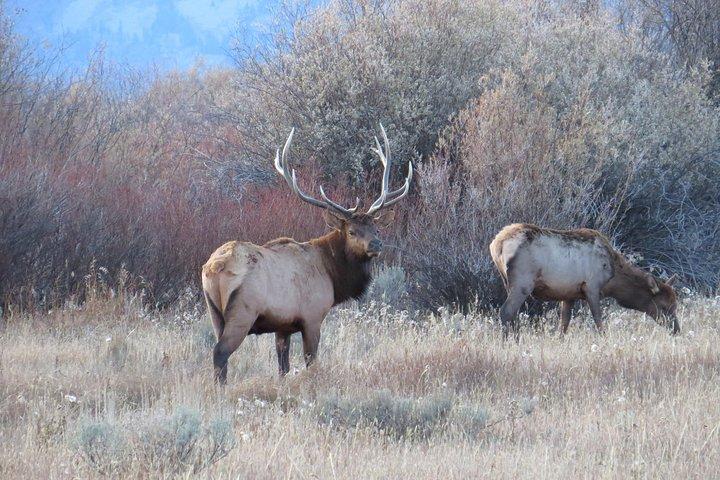 Yellowstone & Grand Teton nationalparker - Ultimate Wildlife Safari