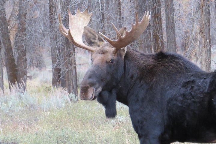Yellowstone & Grand Teton nationalparker - Ultimate Wildlife Safari