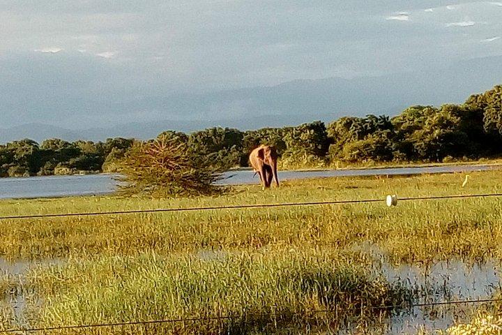 サーフスポットツアーには野生生物と観光が含まれます