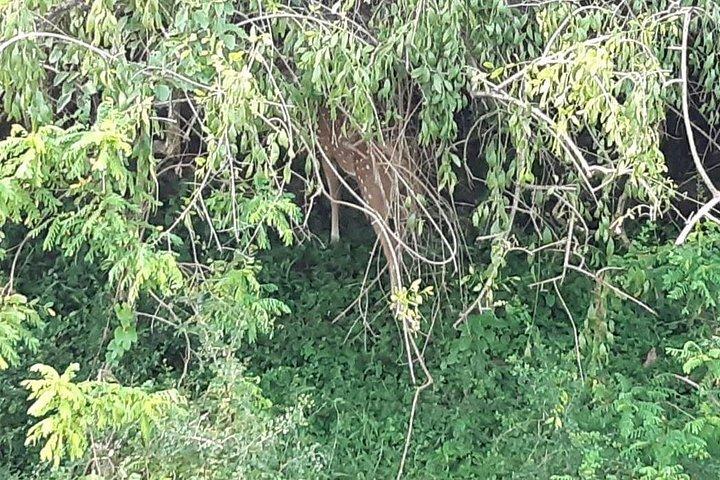 サーフスポットツアーには野生生物と観光が含まれます