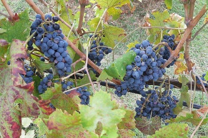 Visit Chianti - 3 Cellars, Lunch Experience & Private Wine Tour