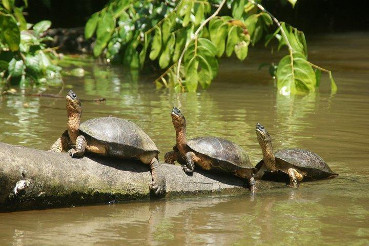 1 natt i Tortuguero + tur till Tortuguero nationalpark