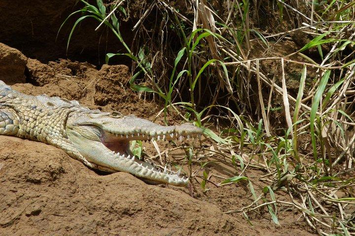 1 natt i Tortuguero + tur till Tortuguero nationalpark