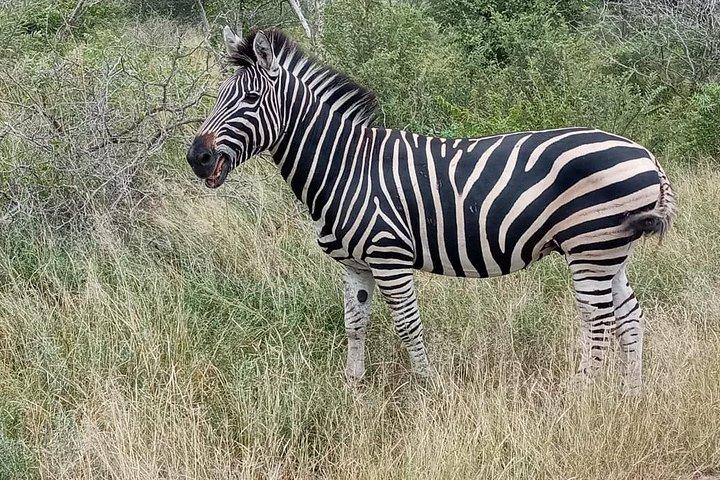 Pilanesberg Safari Day Tour