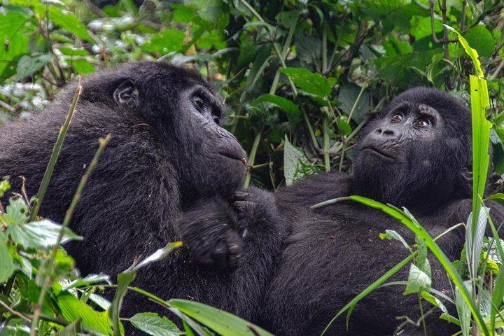 2 dages Gorilla Trekking Rwanda