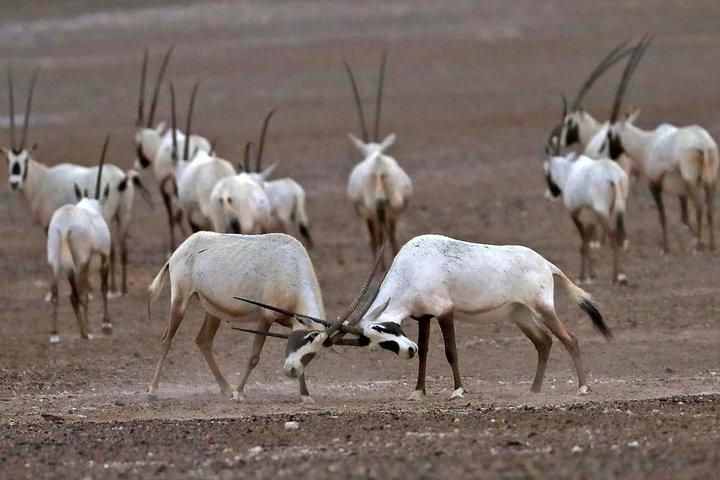 Besök Souss National Park