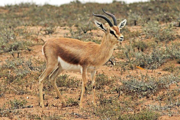 Besök Souss National Park