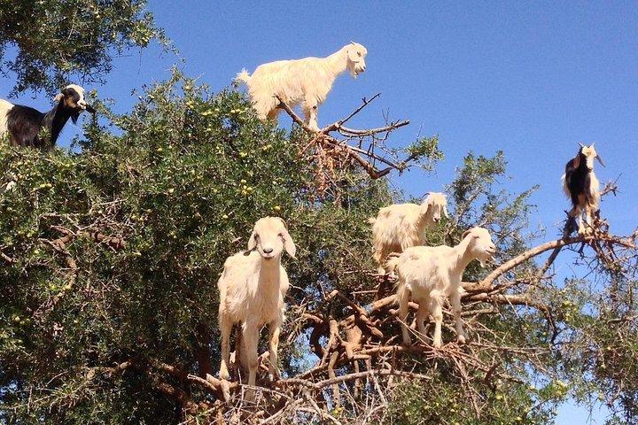 Private Day trip from Marrakesh to Essaouira beach and the fortified Medina