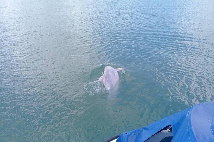 Roze Dolfijn & Varkenseiland met Snorkelen Full Day Experience