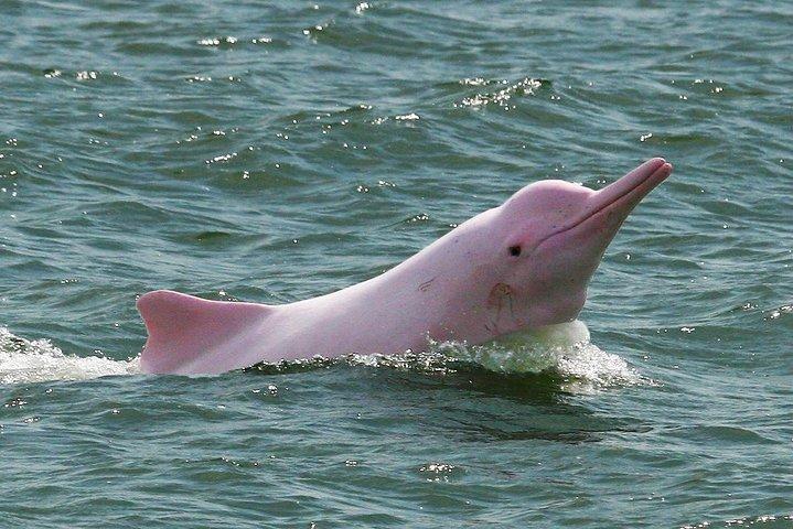 Pink Dolphin & Pig Island med snorkling Heldagsupplevelse
