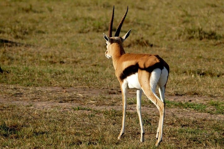 Nairobi tour and giraffe centre