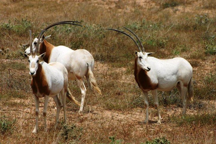 Besuchen Sie den Souss National Park